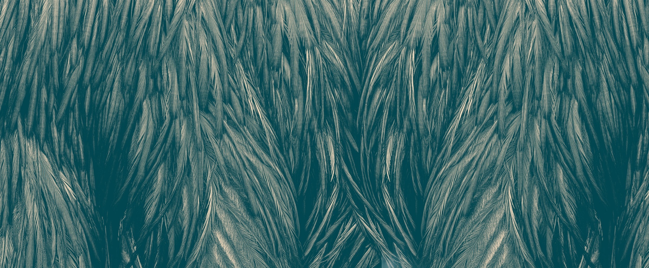 Emu feathers