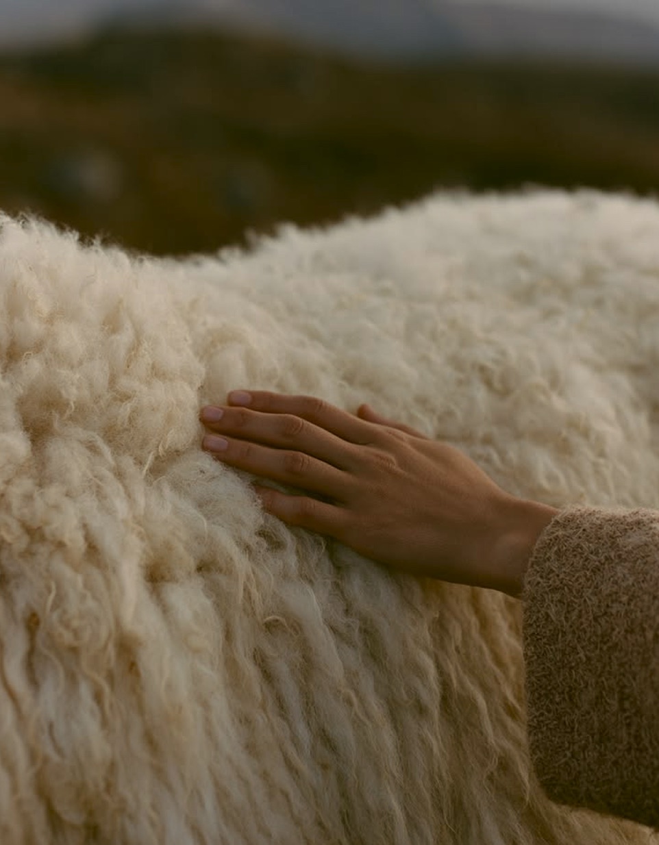 A hand resting on a sheep’s fleece